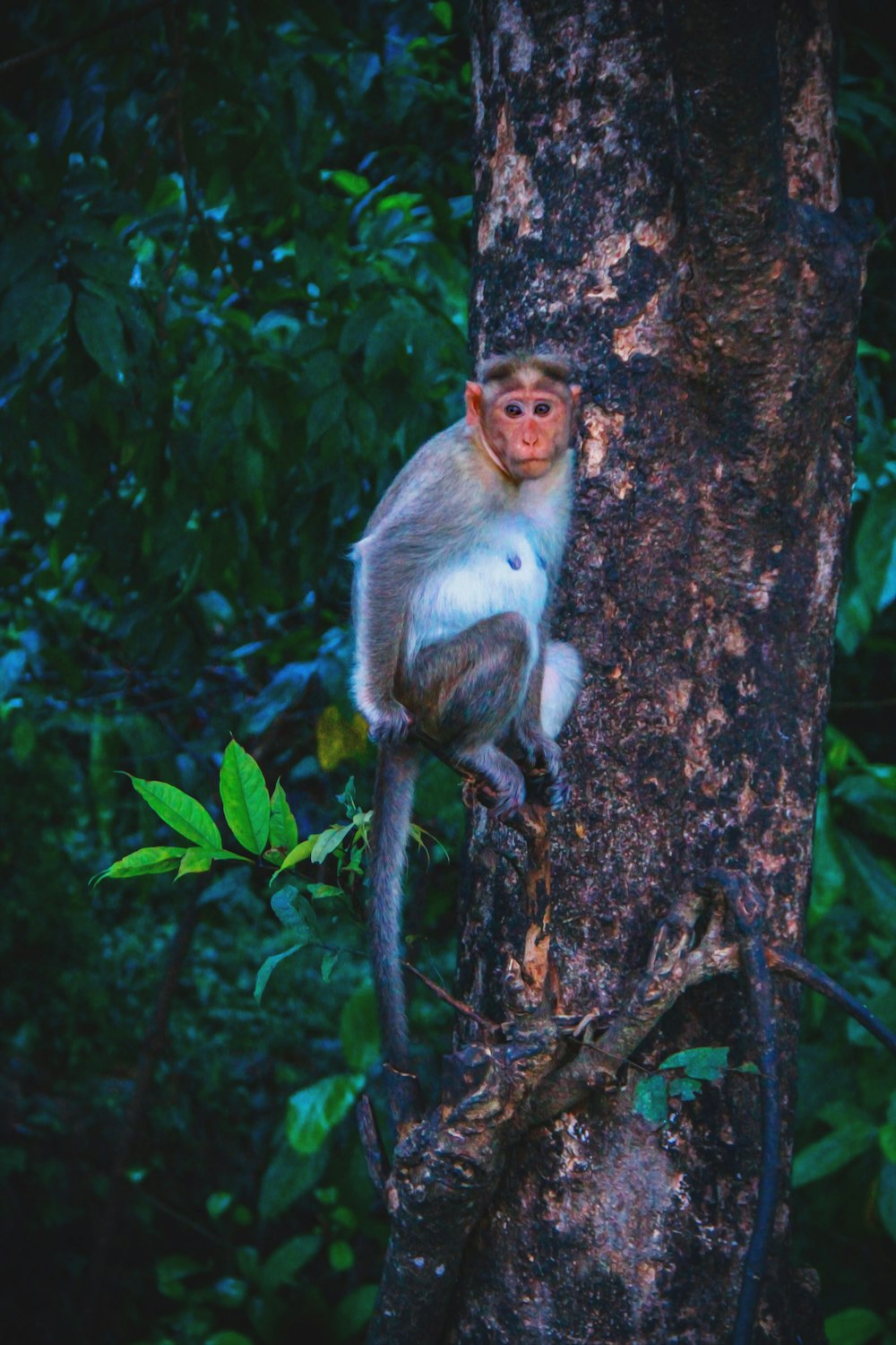 brown monkey on tree branch during daytime