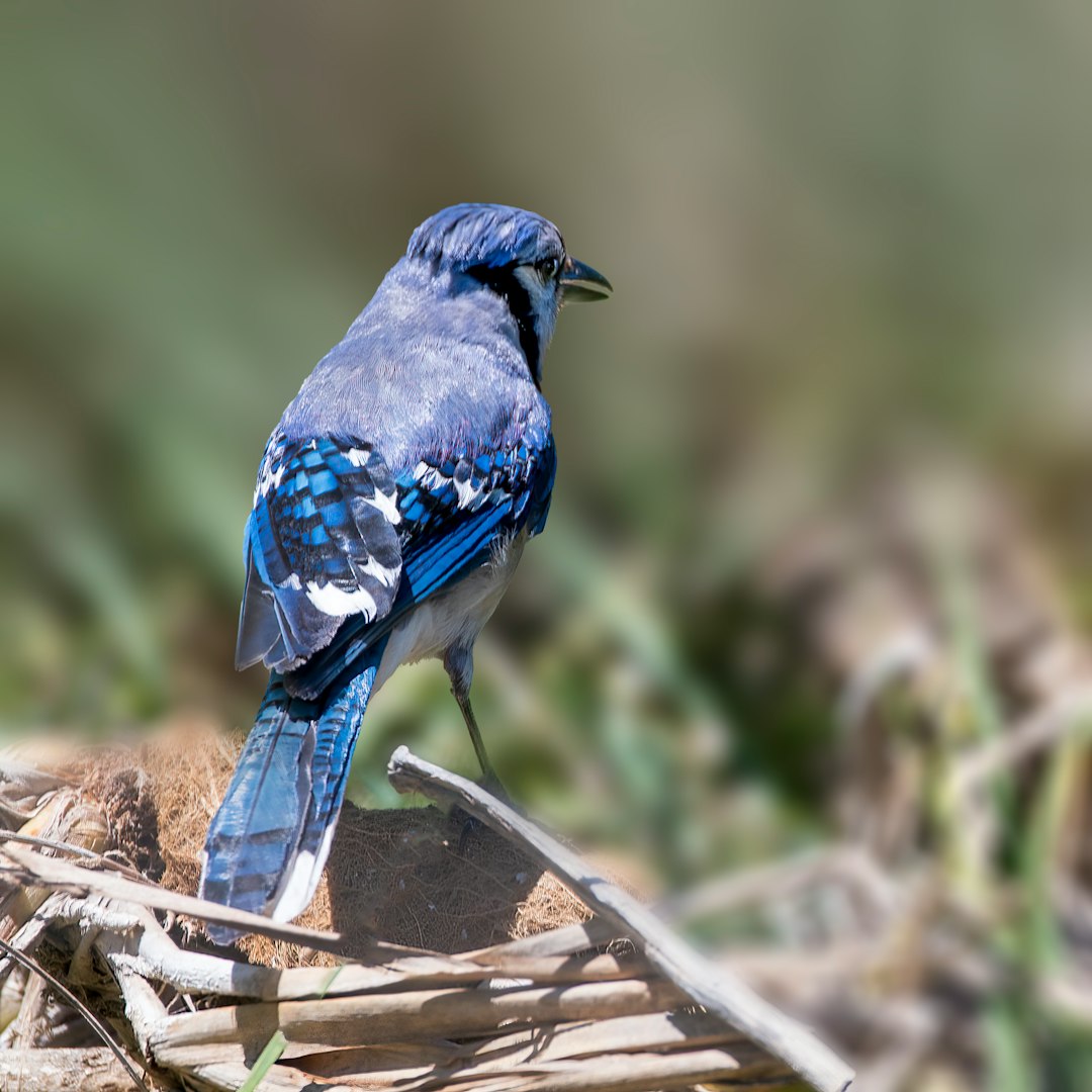 blue and white bird on brown tree branch