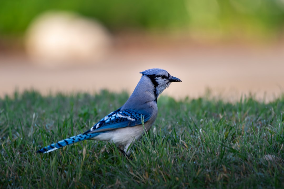 blue and white bird on green grass during daytime