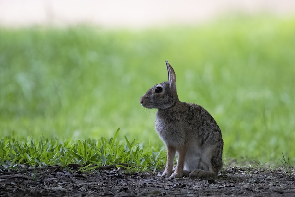 brown rabbit on green grass field during daytime