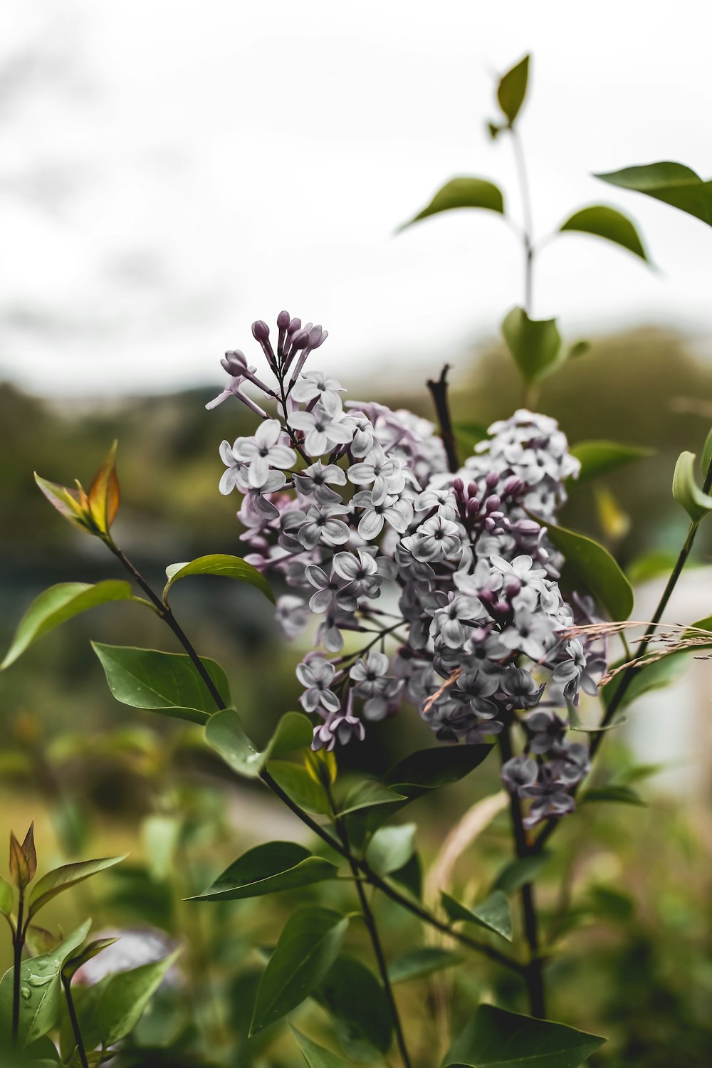 purple and white flower in tilt shift lens