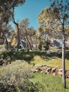 A scenic view of a forest project undertaken by bioforex - etf.