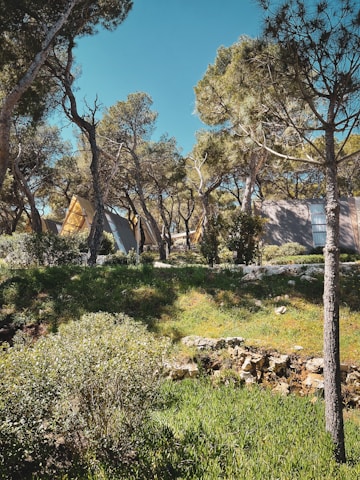 A scenic view of a forested area managed by bioforex - etf.