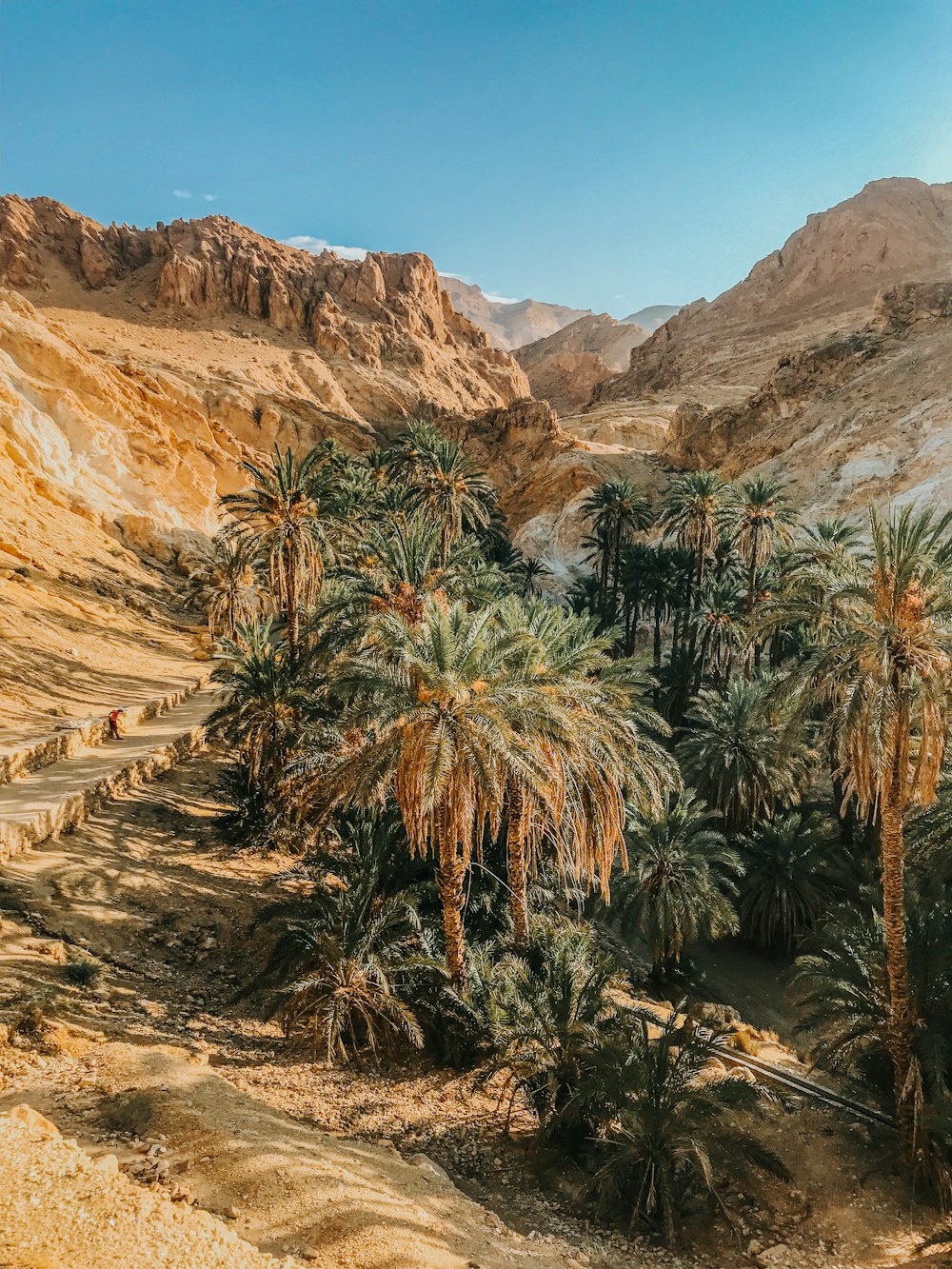 green palm tree near brown mountain during daytime