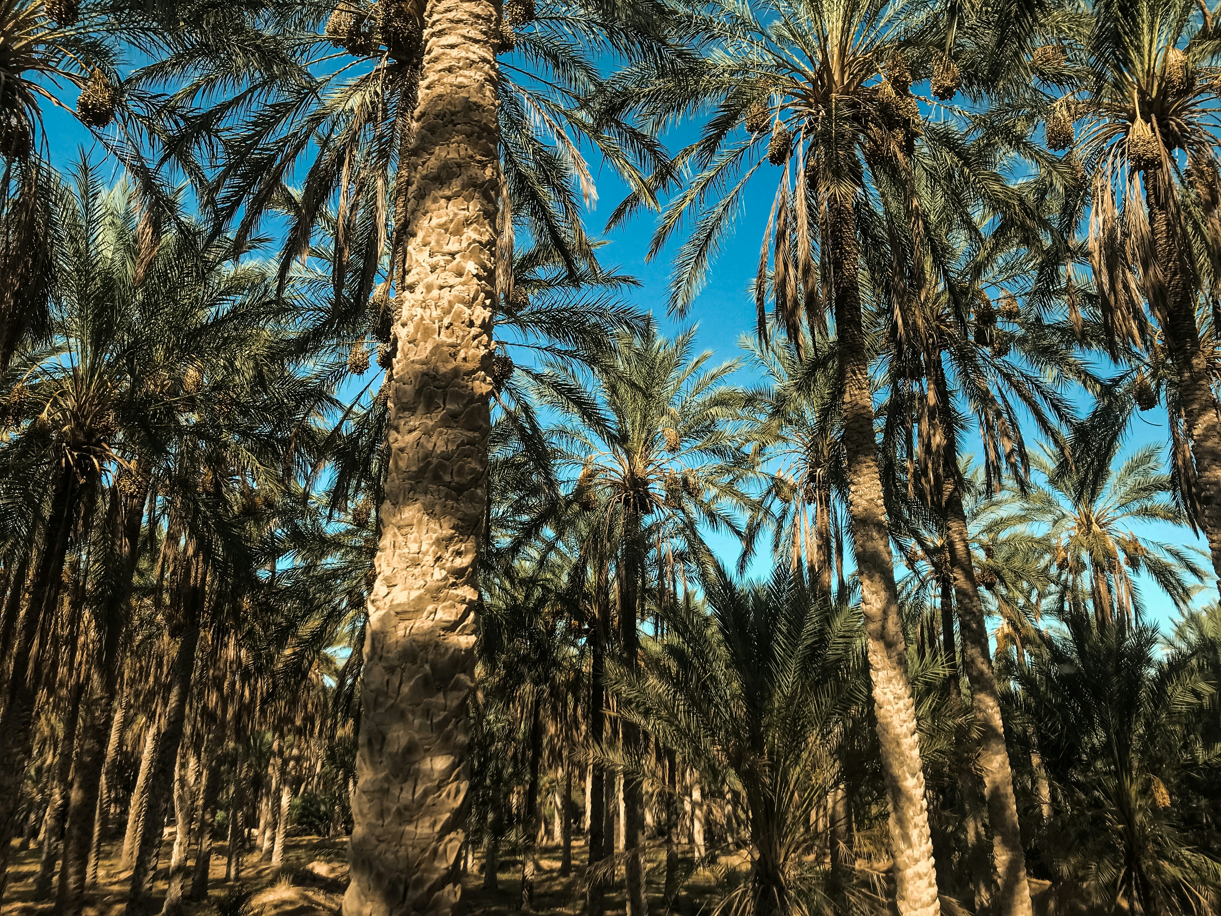 green palm trees under blue sky during daytime