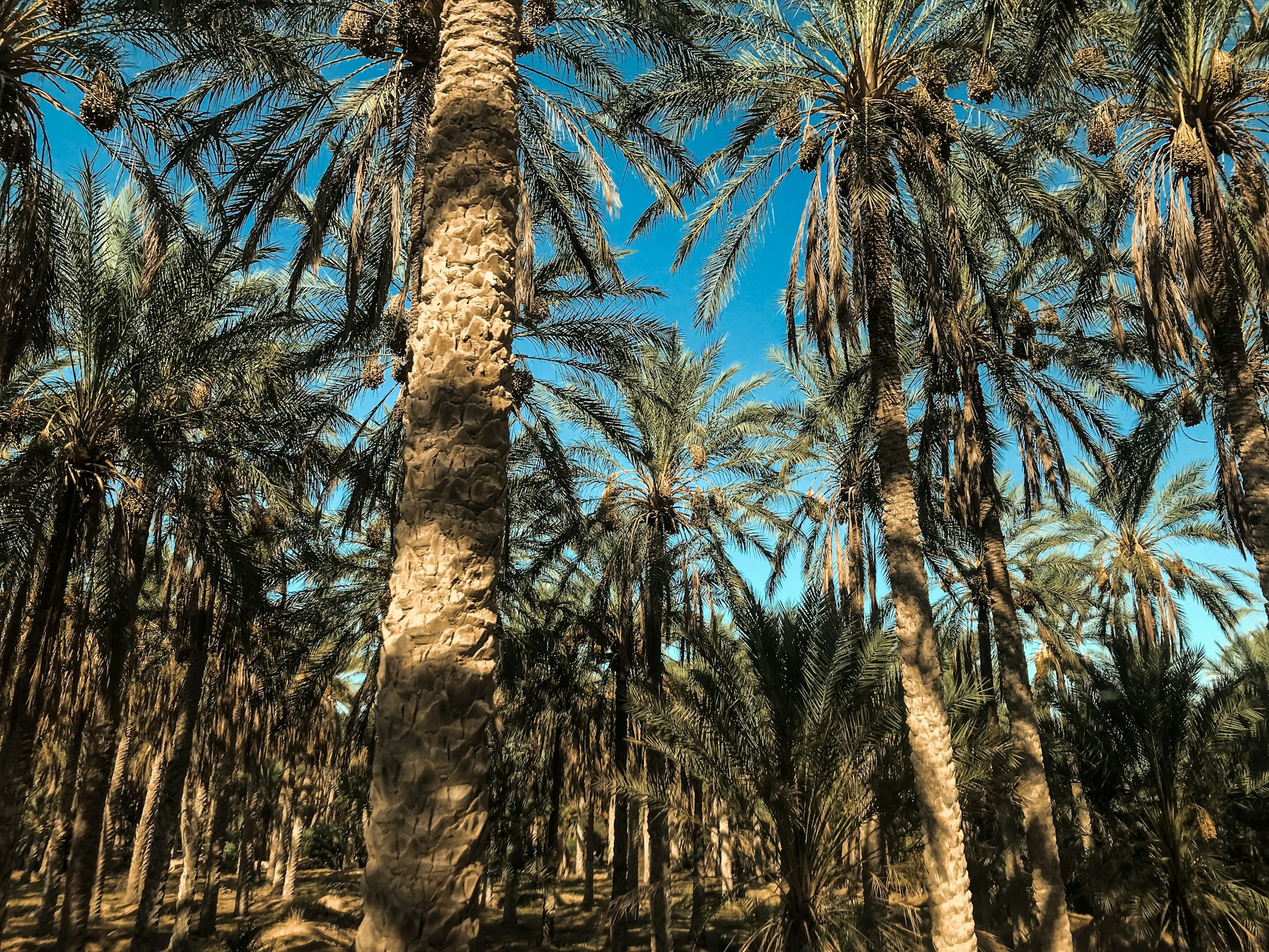 green palm trees under blue sky during daytime
