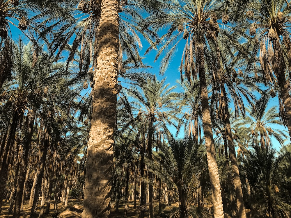 green palm trees under blue sky during daytime