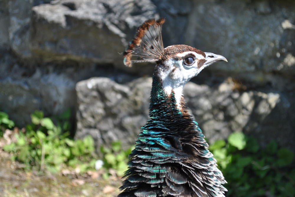 blue green and black peacock
