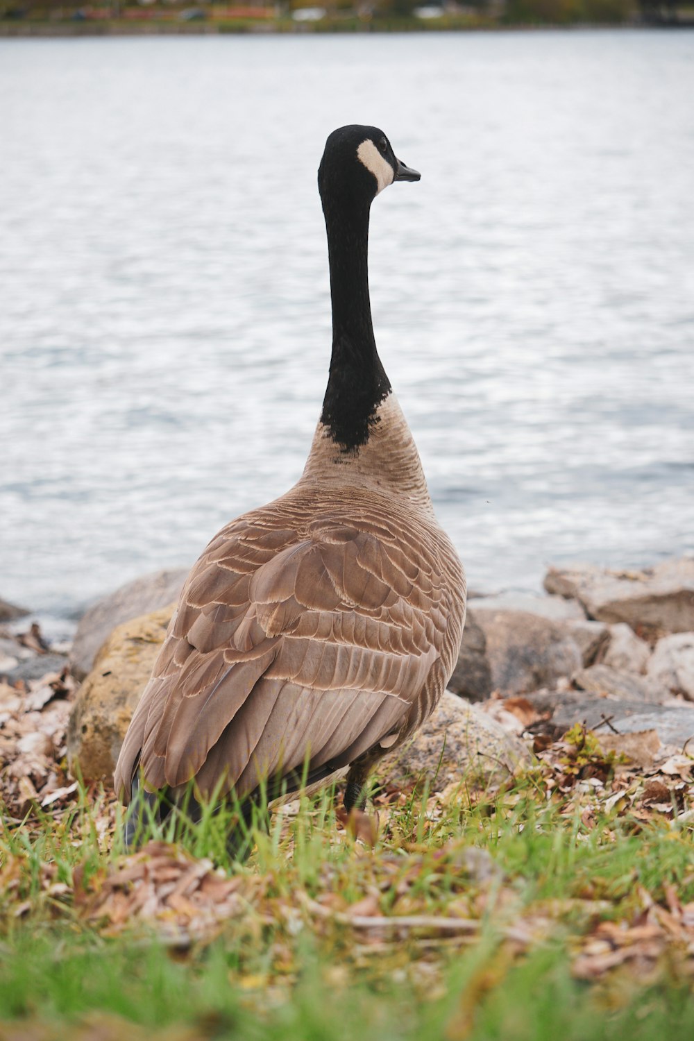 brown and black duck on rocky shore during daytime