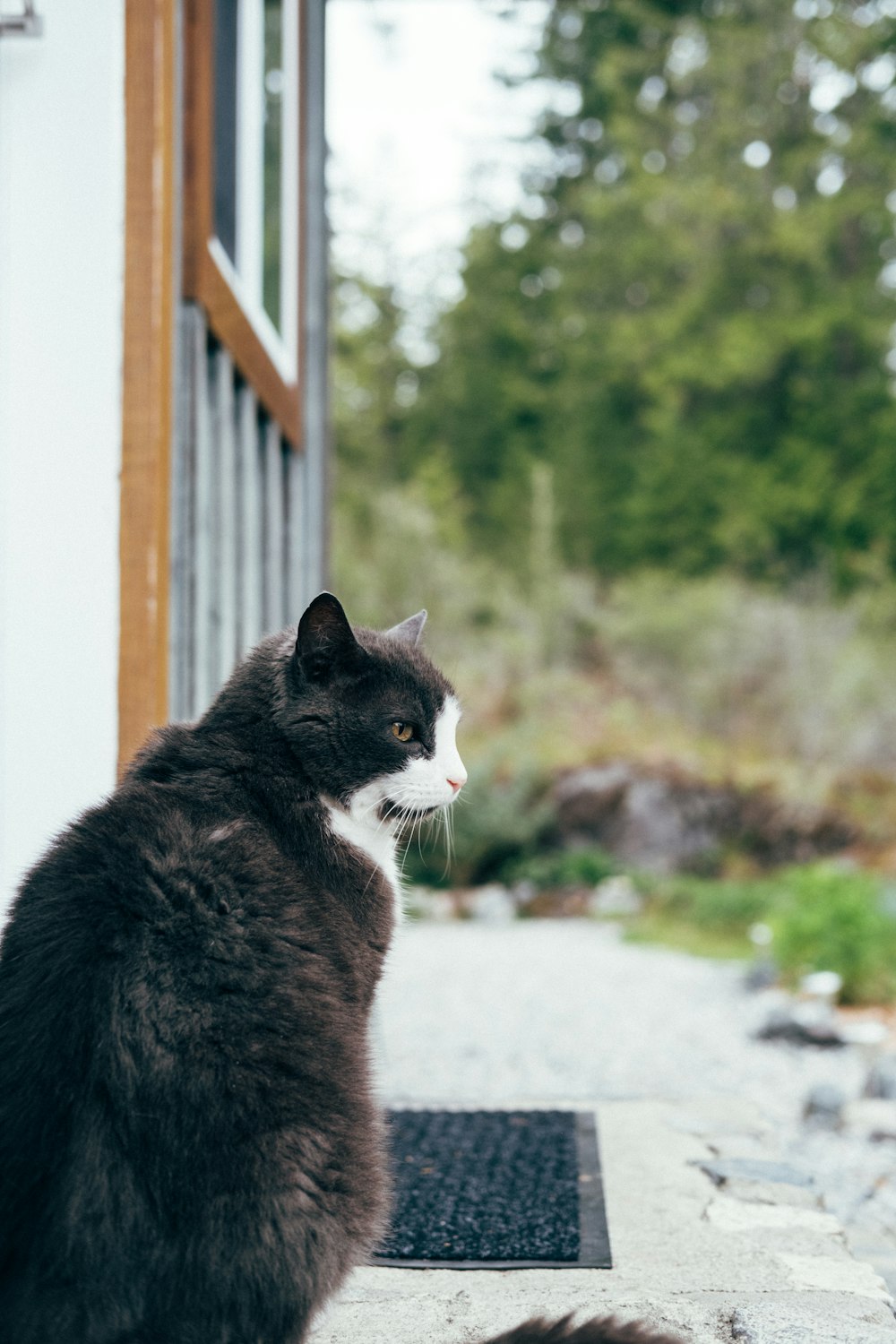 black and white cat on white concrete floor during daytime