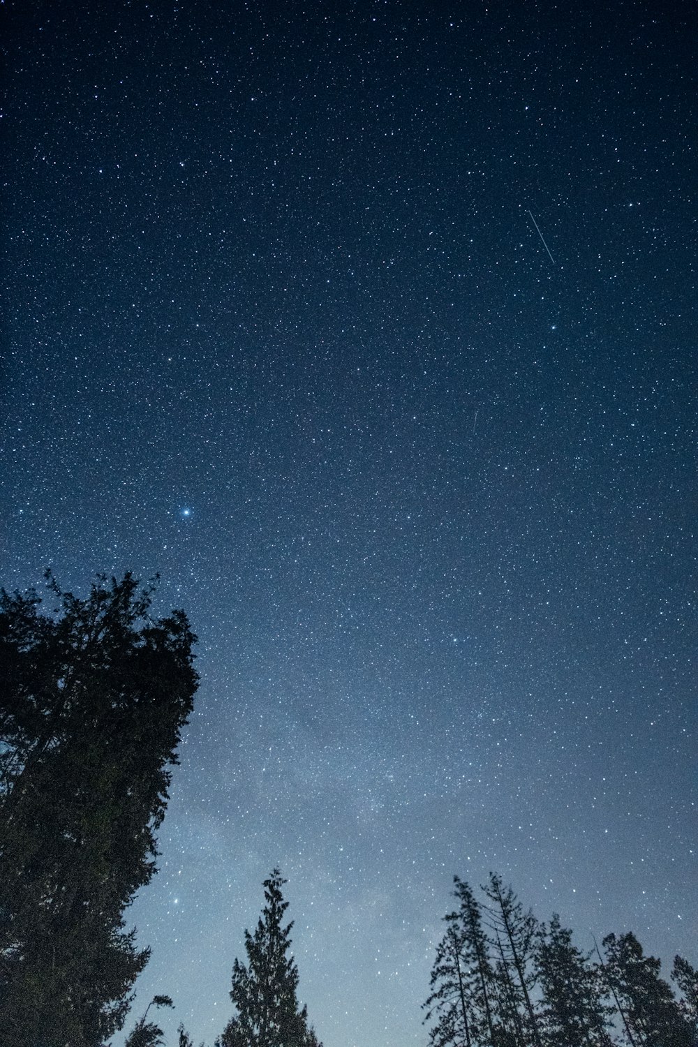 silhouette of trees under blue sky during night time