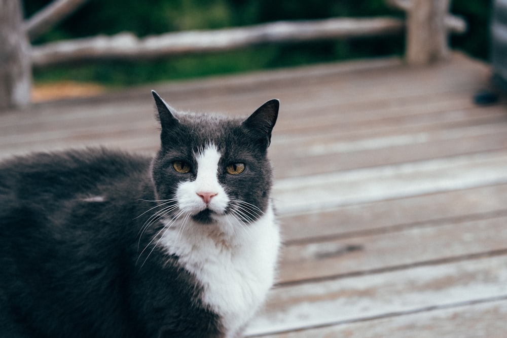 tuxedo cat sitting on wooden floor