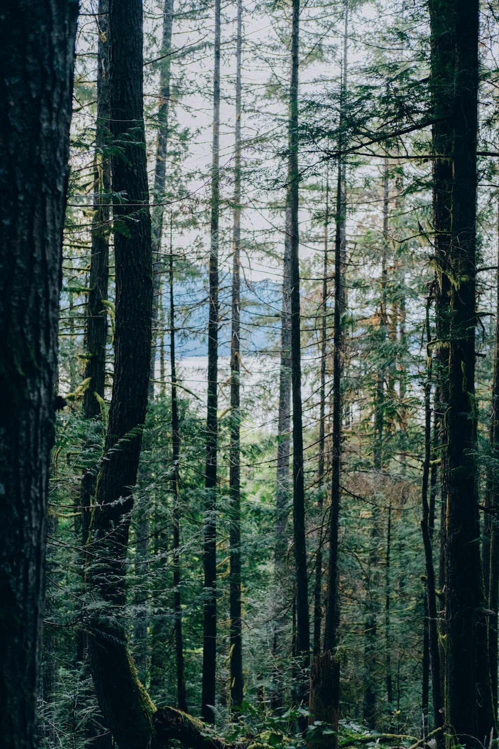 green trees on forest during daytime