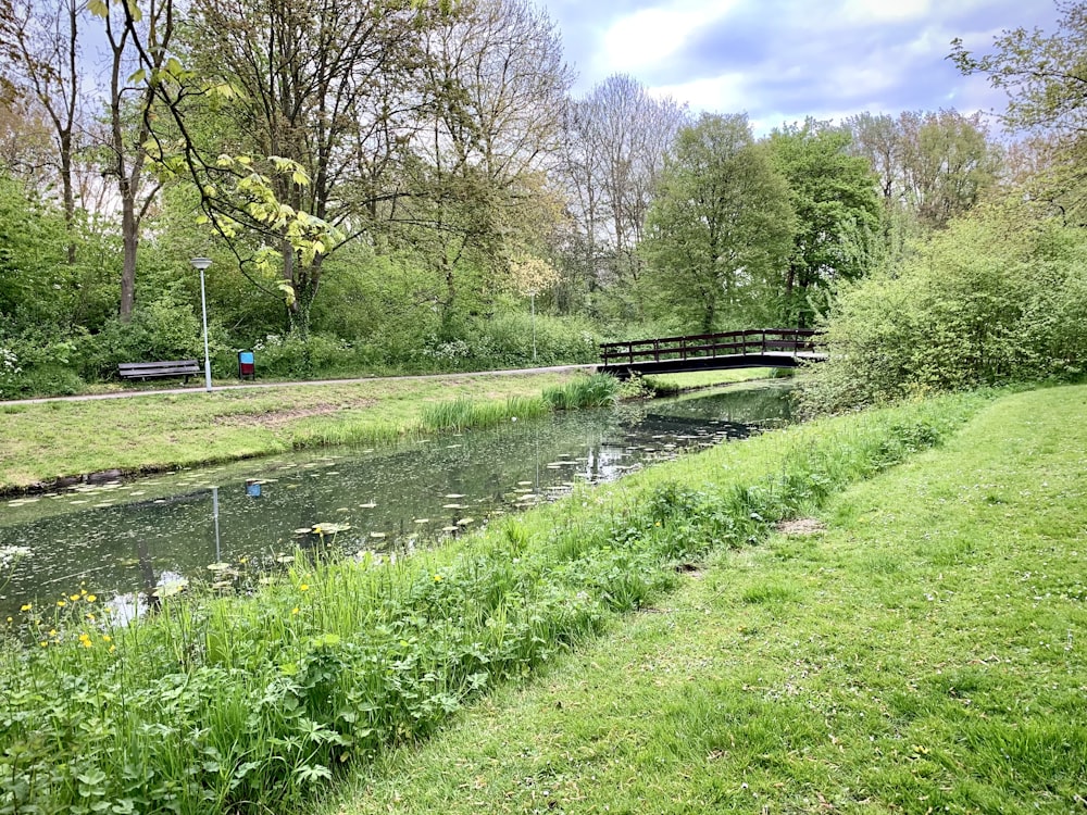 Grünes Grasfeld mit Bäumen tagsüber