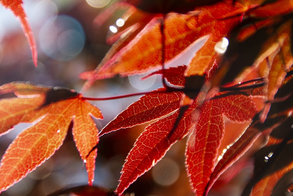 red and brown leaves in tilt shift lens