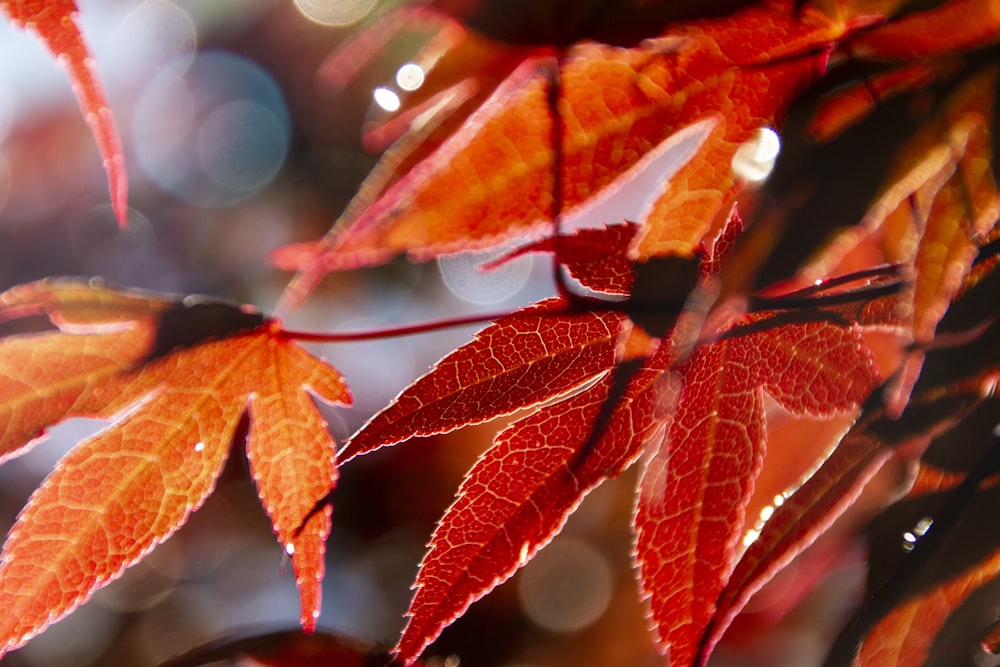 틸트 시프트 렌즈의 빨간색과 갈색 잎
