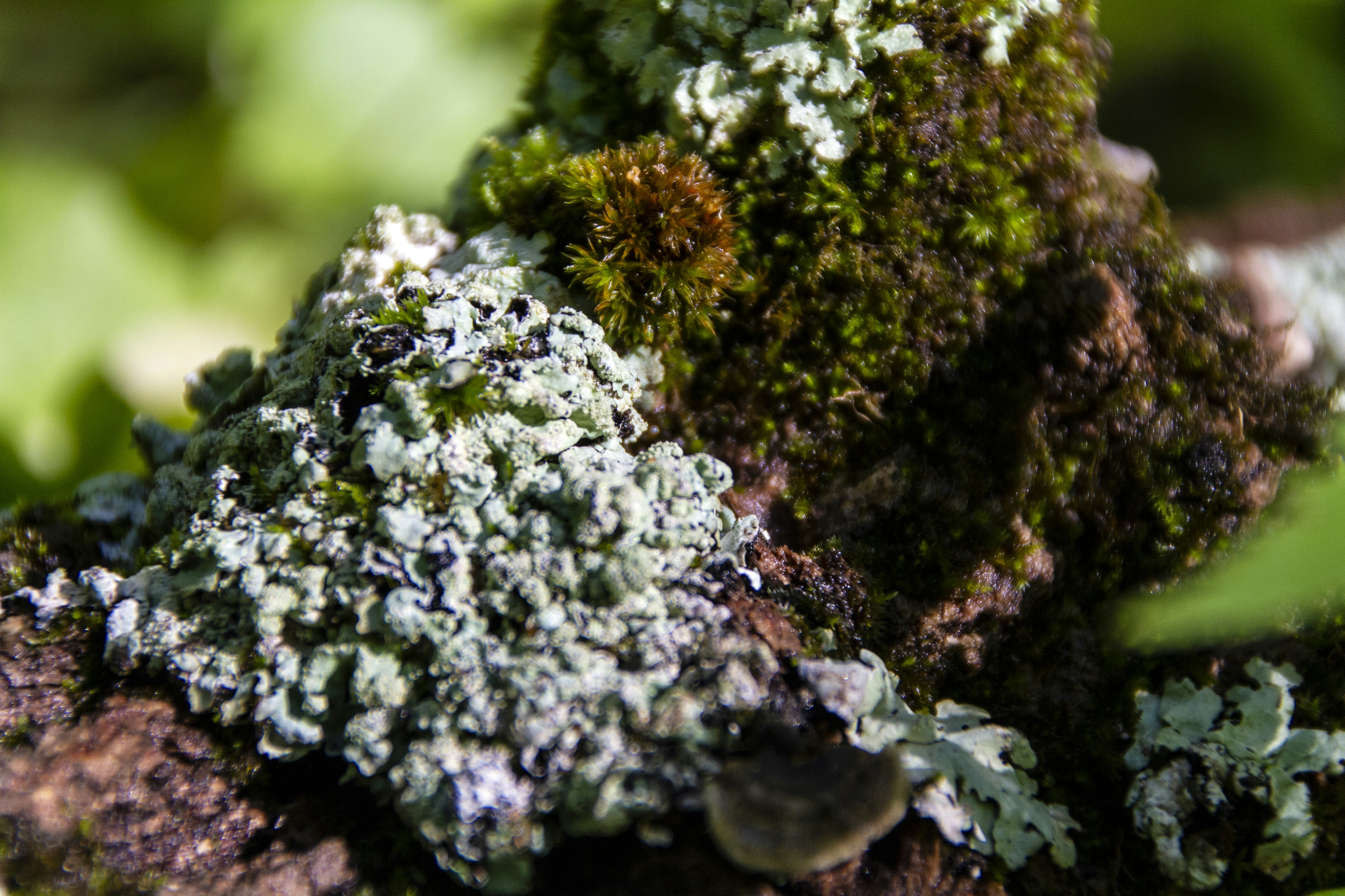 Moss & Lichen Art
