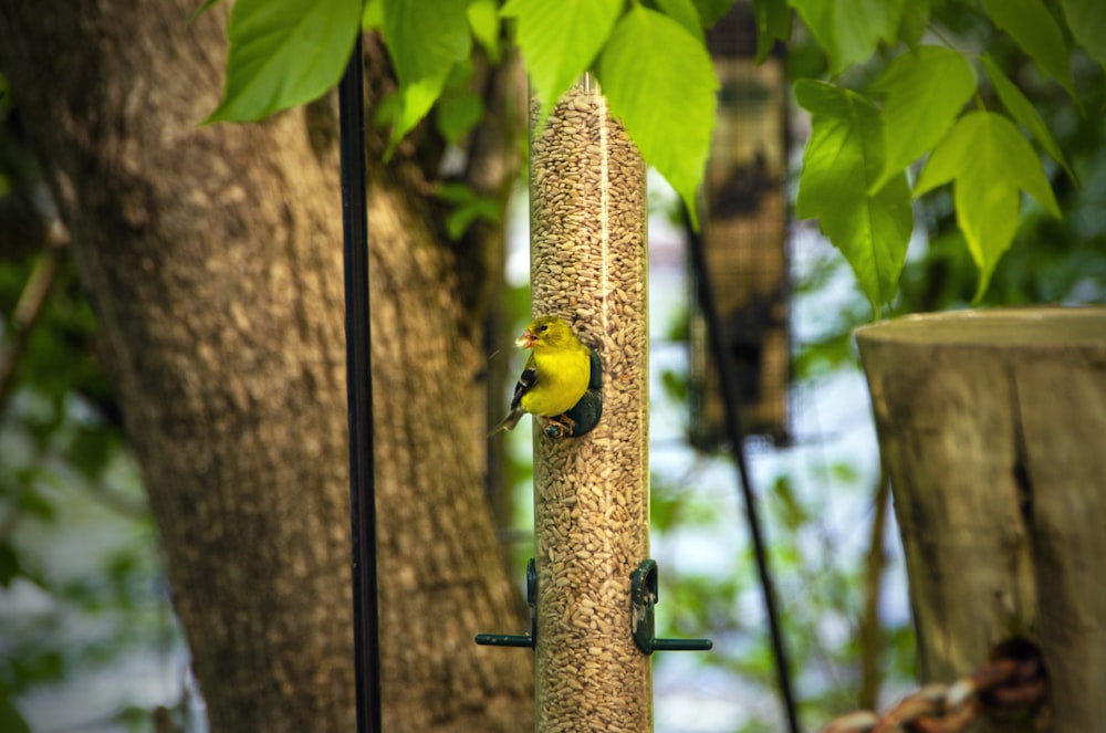 yellow and green bird on brown wooden stick