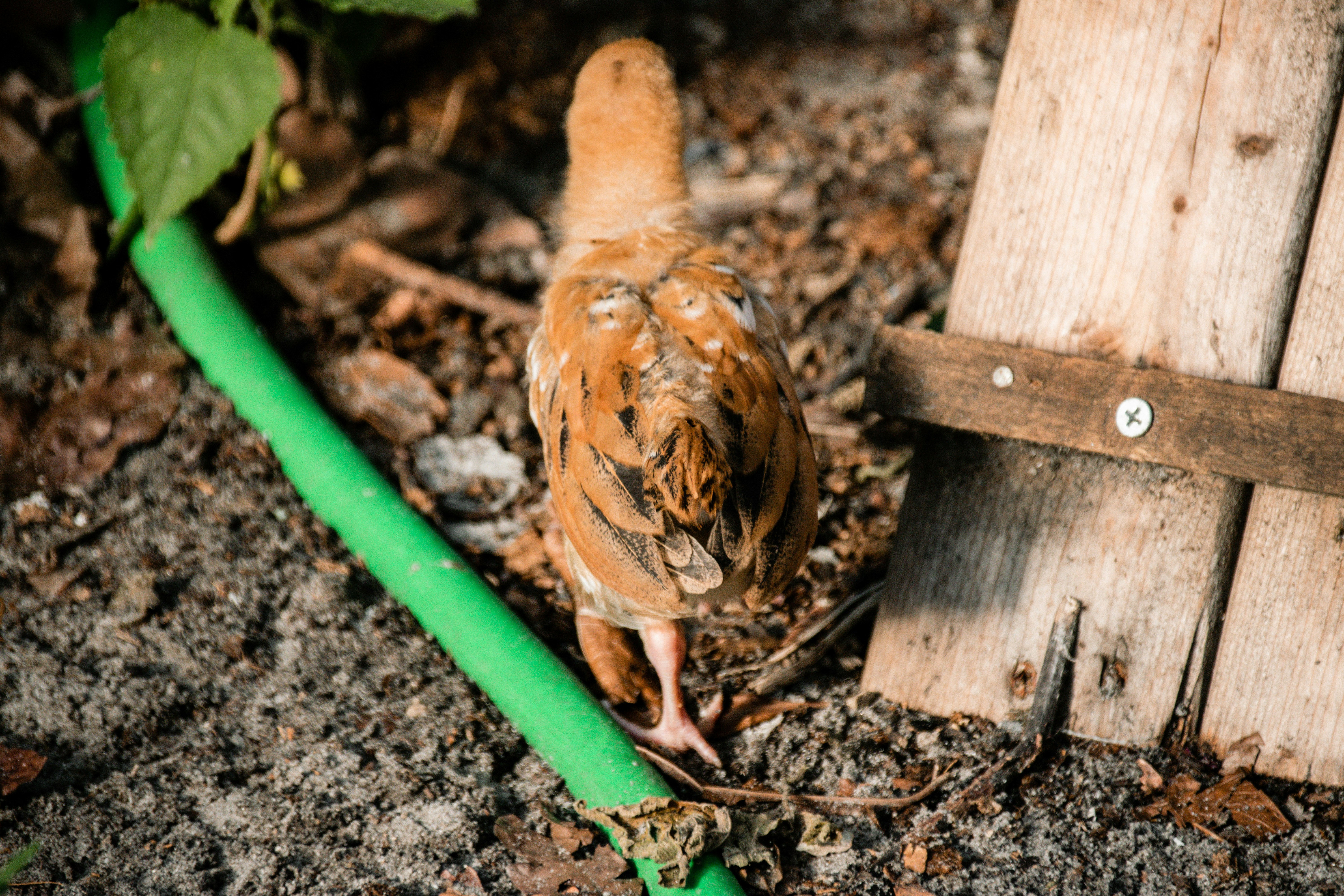 brown and black chick on green stem