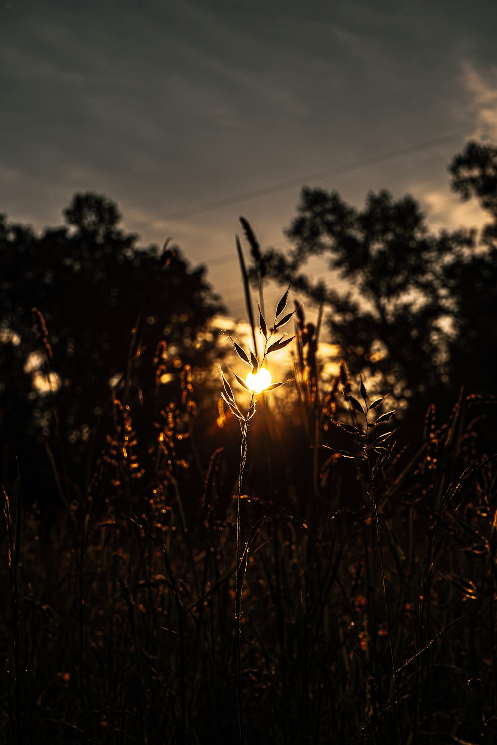 Silhouette des Grases bei Sonnenuntergang