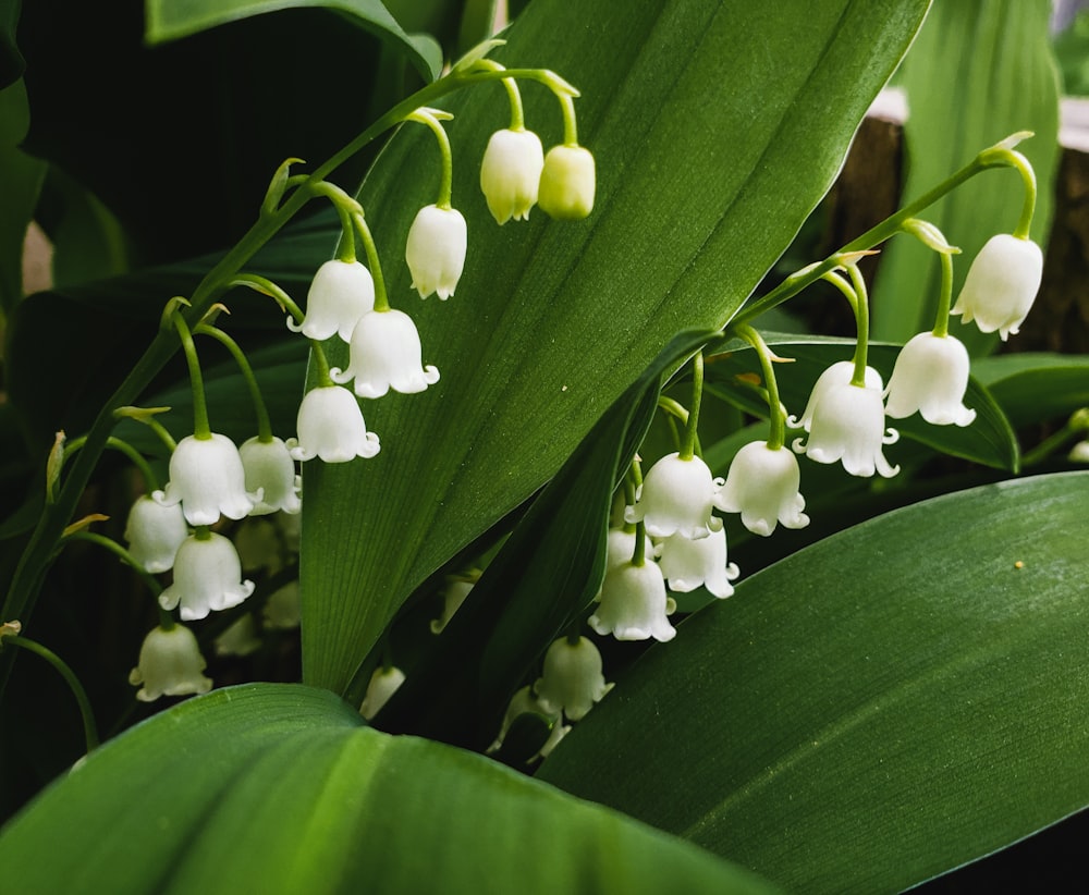 white flowers with green leaves