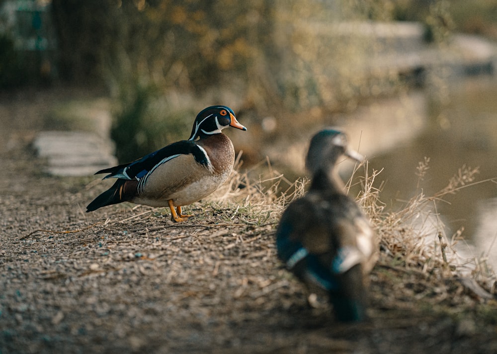 two black and white duck on ground during daytime