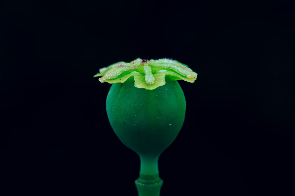 red and green fruit with black background