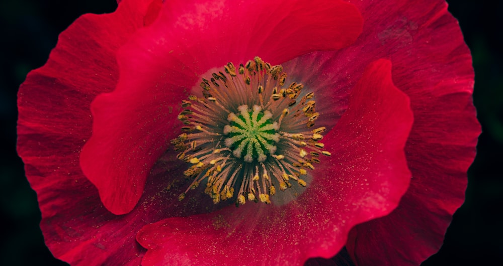 red flower with yellow stigma