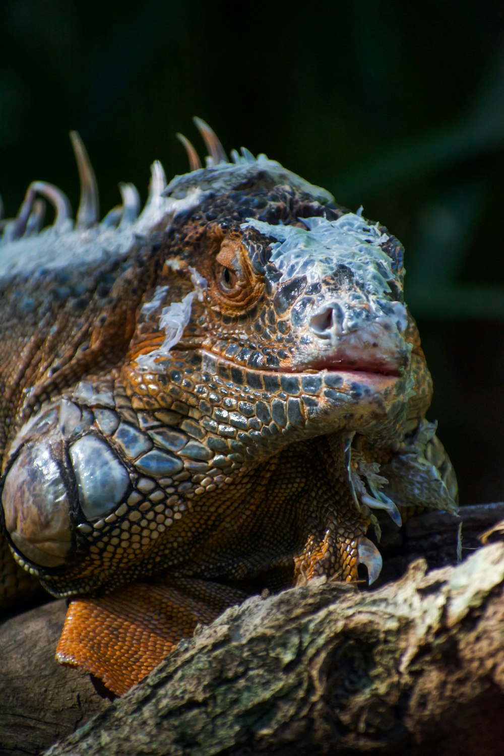 brown and black bearded dragon