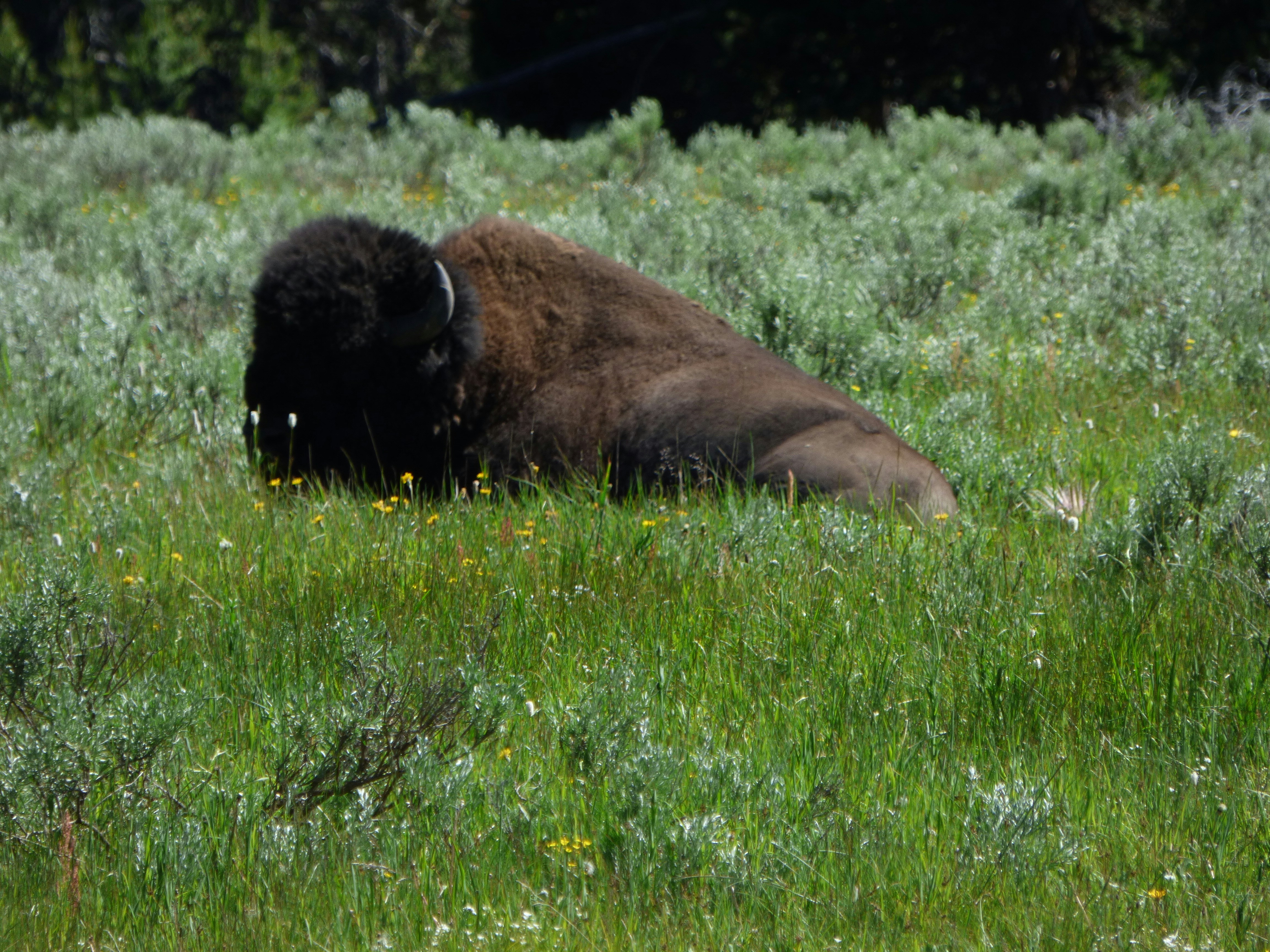 Photo by squirrelmanyt