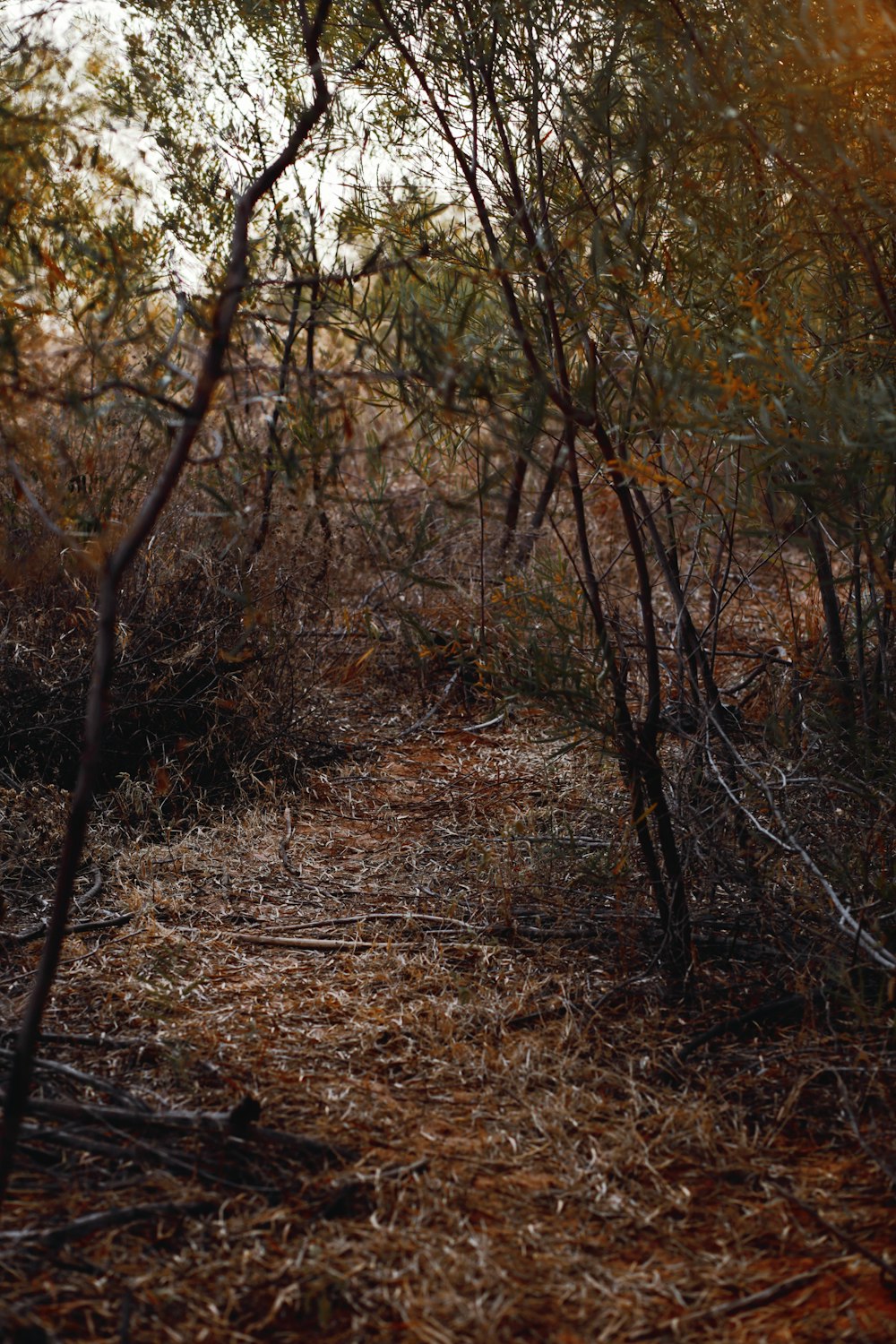 brown and green trees during daytime