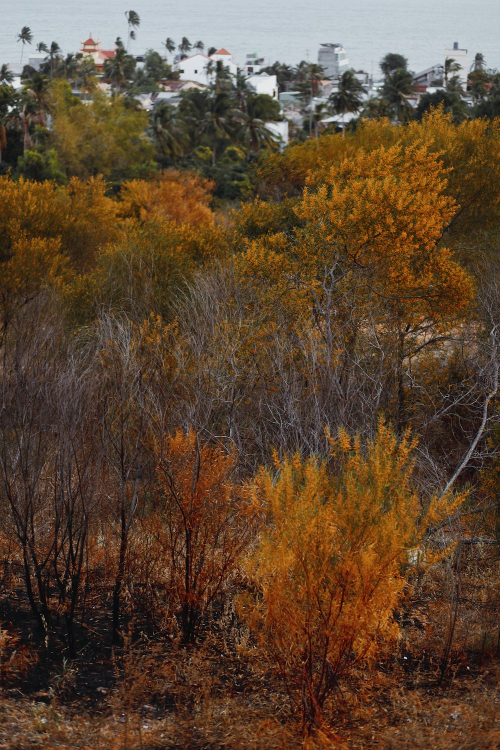 brown and green trees during daytime