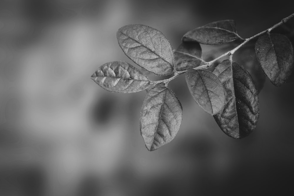 grayscale photo of leaves with water droplets