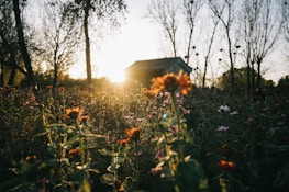 A warm farm sunrise casting soft light over the pig pens and blooming wildflowers.
