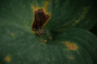 A close-up view of a large green leaf with visible damage and discoloration. At the center, there is a decaying brown area surrounded by yellowing. Several small insects are gathered around the damaged part, likely feeding on the organic matter.