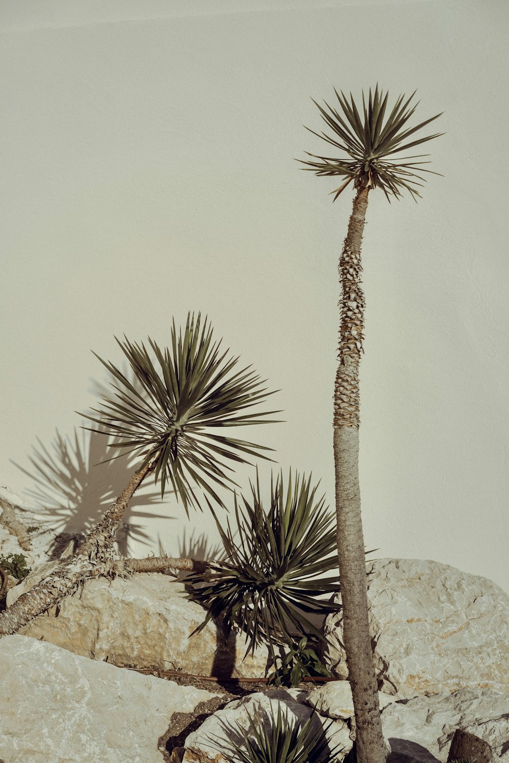 brown palm tree on brown rock