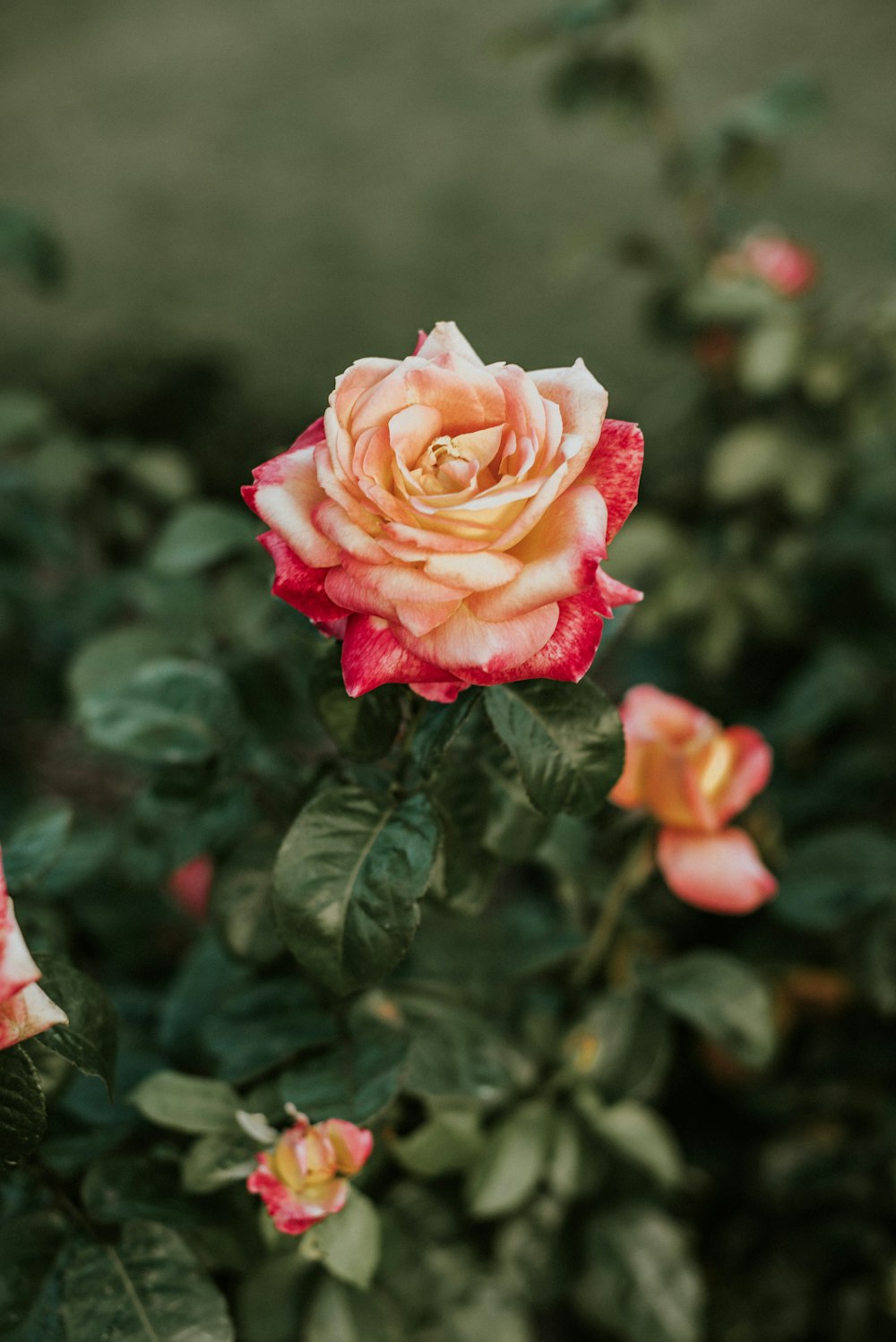 pink rose in bloom during daytime