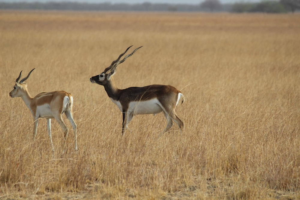 brown and white deer on brown grass field during daytime