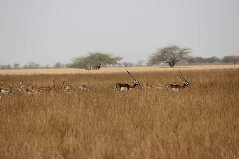 brown and white birds on brown grass field during daytime