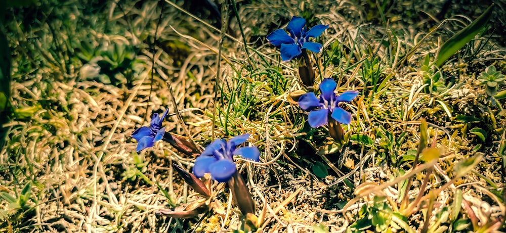 blue flowers on brown soil