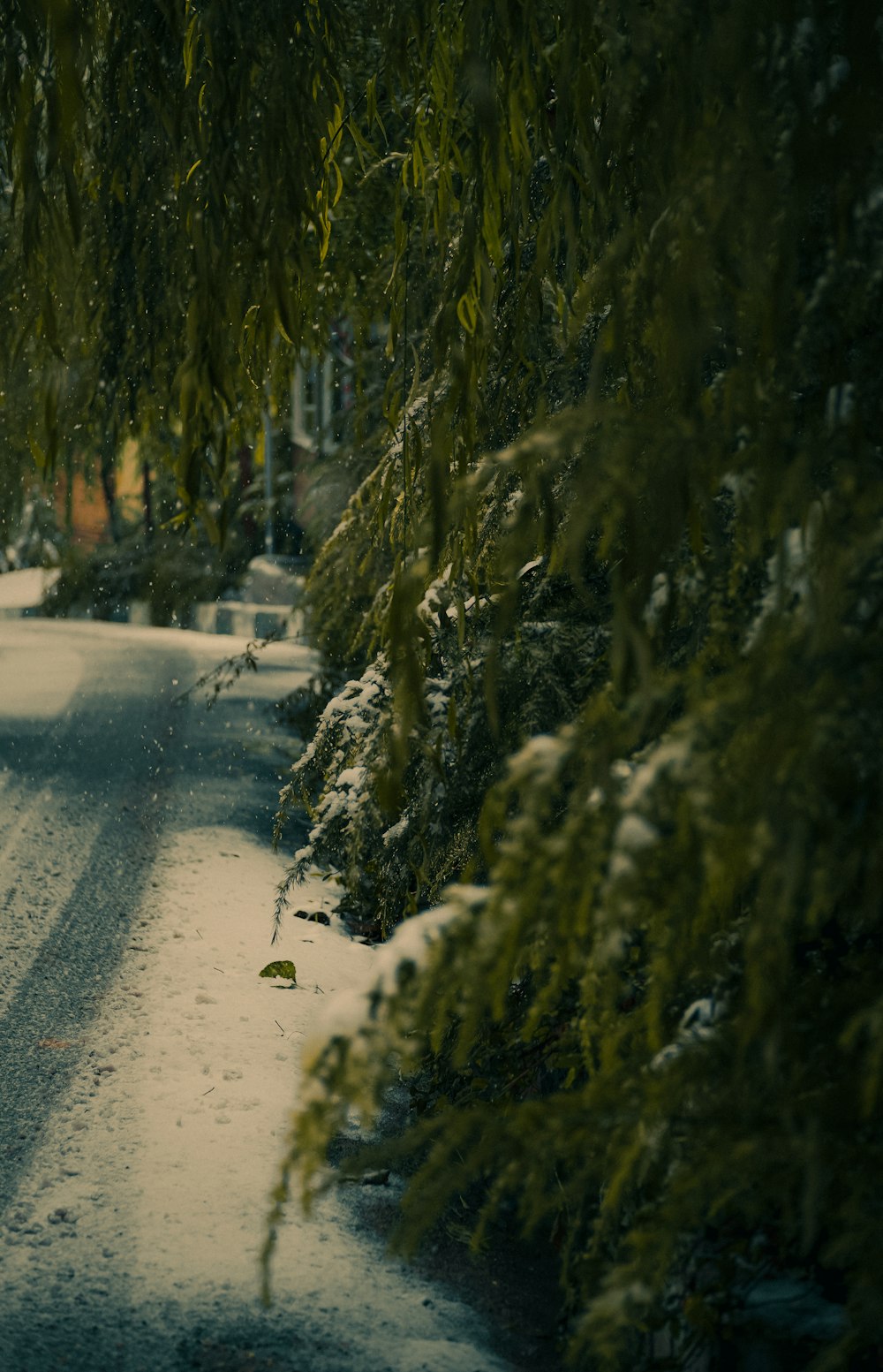 green trees on snow covered ground during daytime