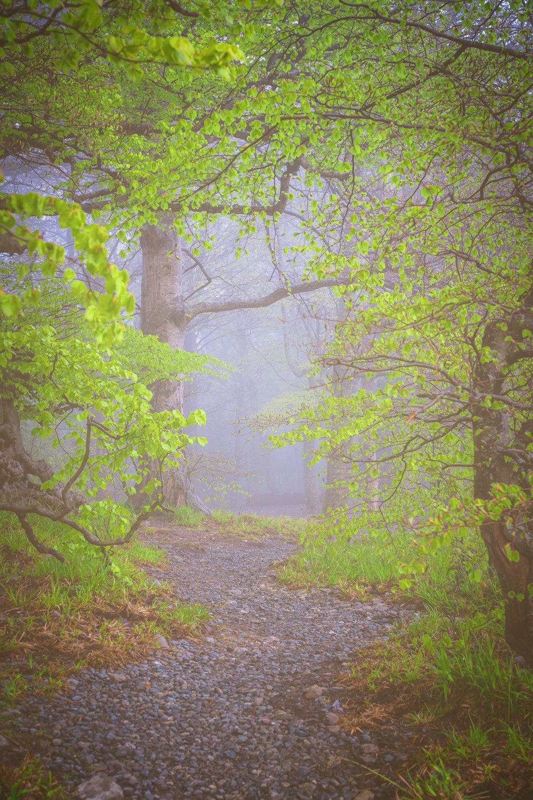 green trees on forest during daytime