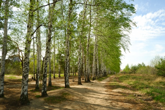 A serene forest path lined with tall birch trees featuring white bark and lush green leaves. Sunlight filters through the canopy, casting dappled shadows on the sandy path. The scene conveys a sense of tranquility and natural beauty.