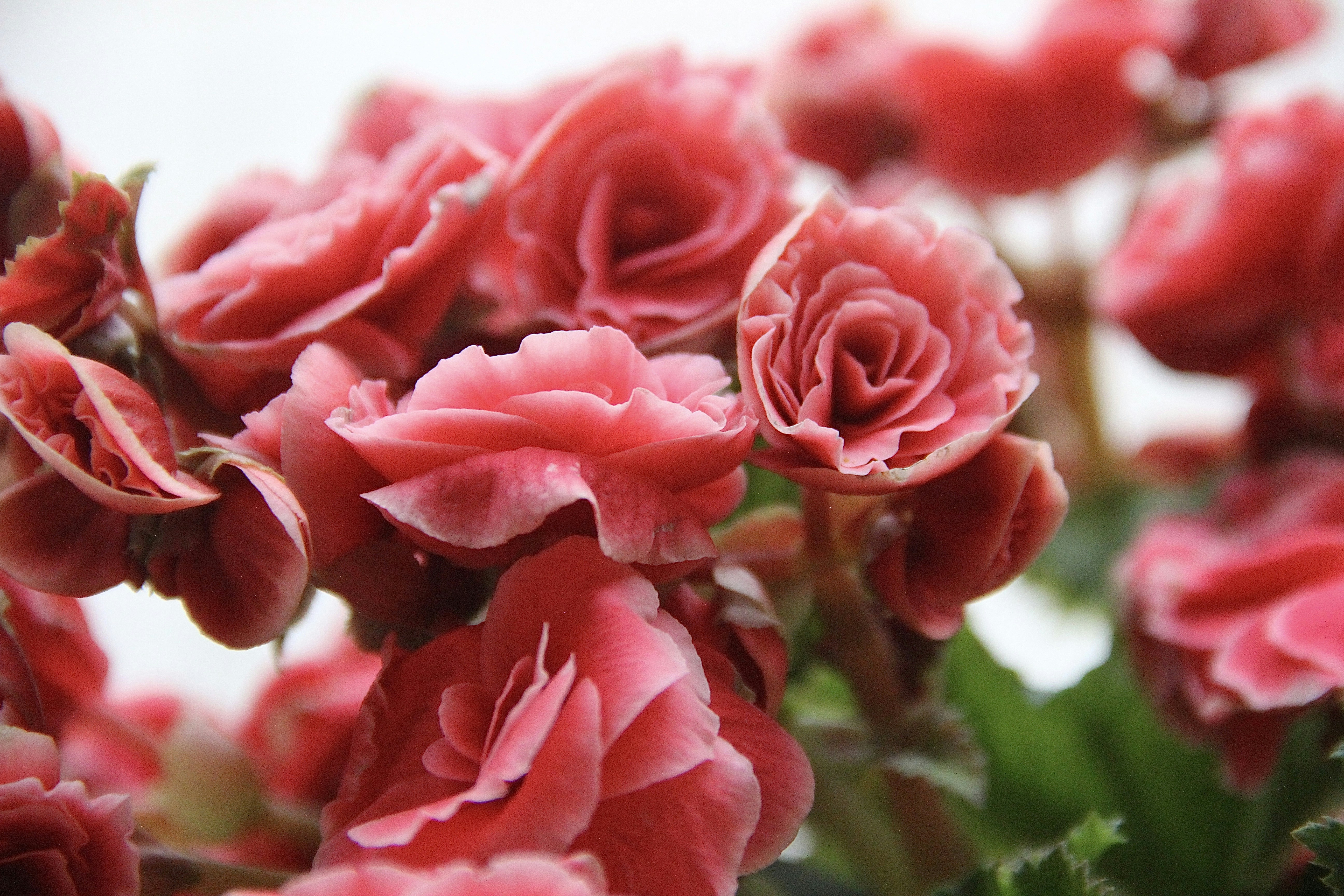 Photo by vivianeleite