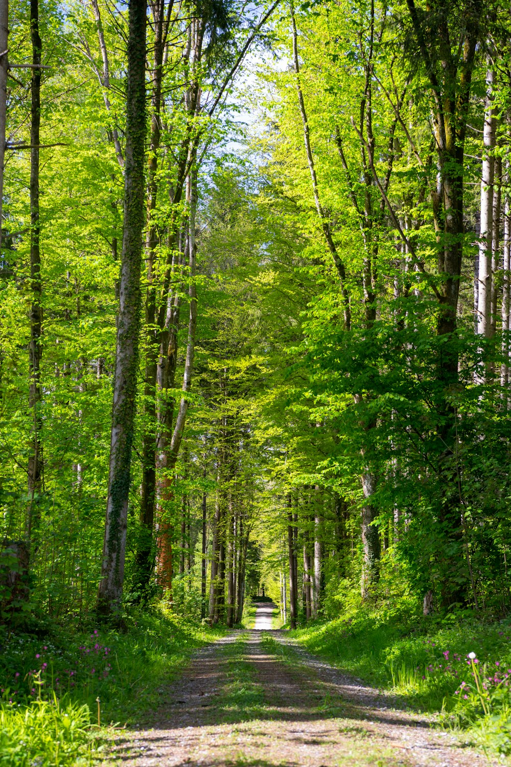 green trees and plants during daytime