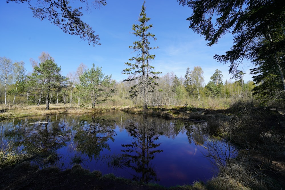 green trees beside river under blue sky during daytime