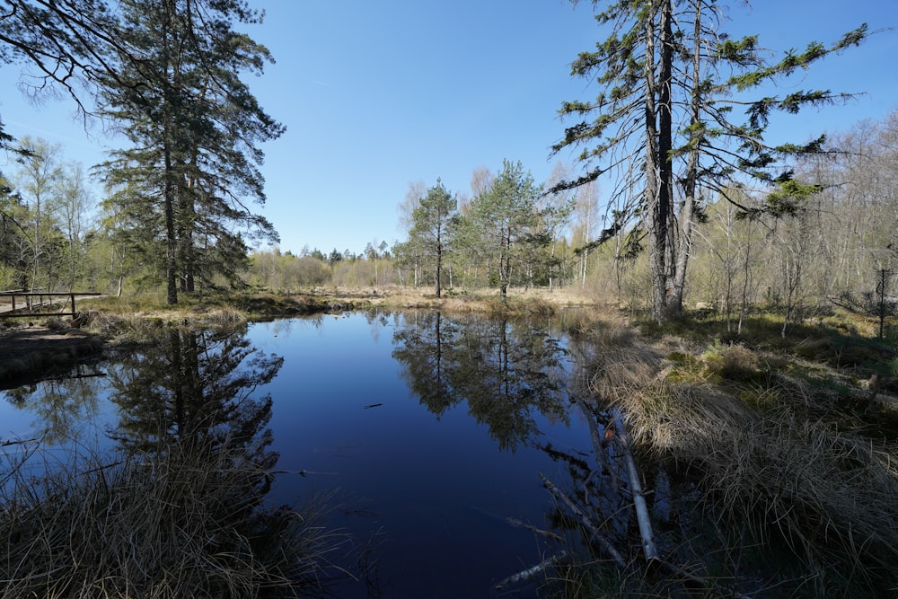 green trees beside river under blue sky during daytime