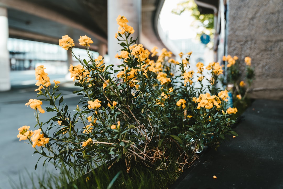 yellow flowers in tilt shift lens