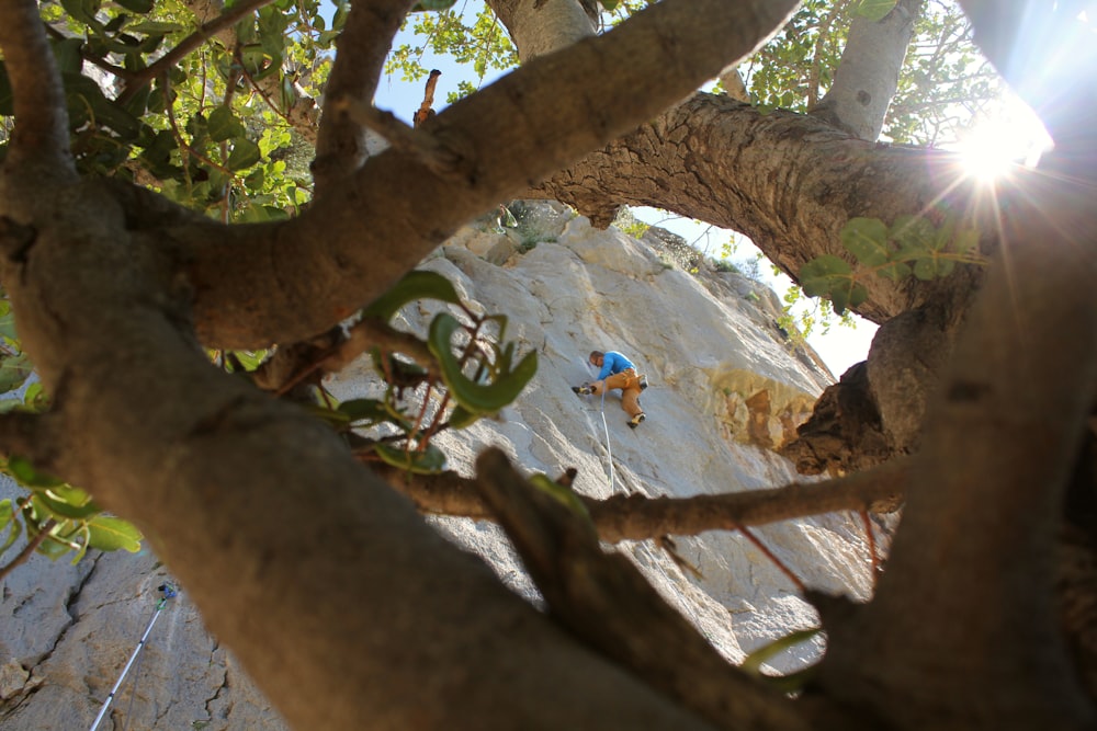 oiseau blanc et bleu sur une branche d’arbre brune pendant la journée