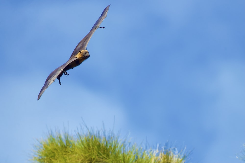 brown bird flying during daytime